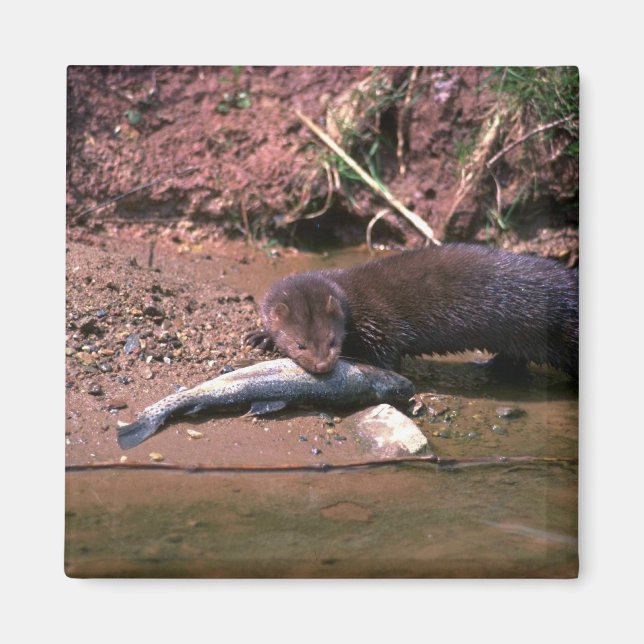 Mink med småfisk magnet (Framsidan)