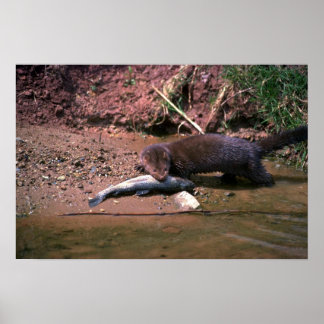 Mink med småfisk poster