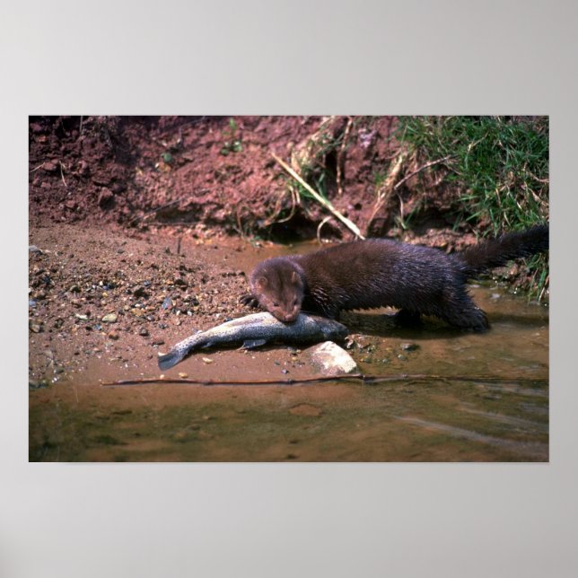 Mink med småfisk poster (Framsidan)