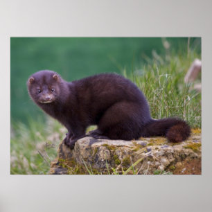 Mink Skriv ut Poster