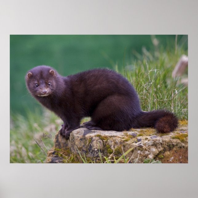 Mink Skriv ut Poster (Framsidan)