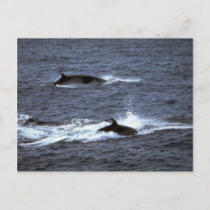 Minke val vykort