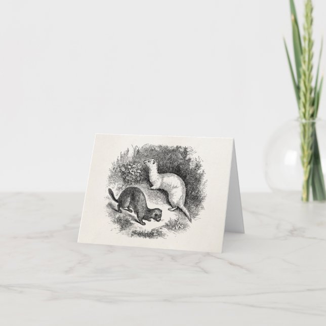 Minks för vesslor för vesslor för kort (Framsida)