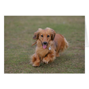 MinMeeting Dachshund Running Hälsningskort