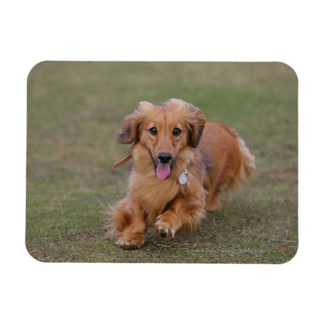 MinMeeting Dachshund Running Magnet (Horisontell)