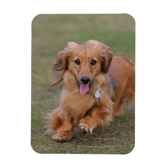 MinMeeting Dachshund Running Magnet (Vertikal)