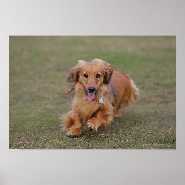 MinMeeting Dachshund Running Poster (Framsidan)