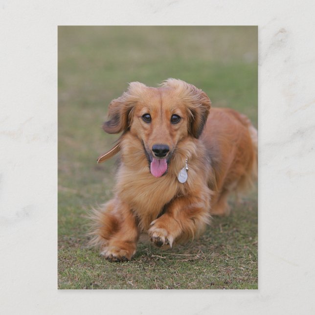 MinMeeting Dachshund Running Vykort (Framsida)