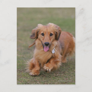 MinMeeting Dachshund Running Vykort