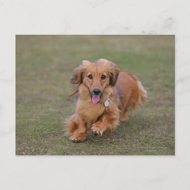 MinMeeting Dachshund Running Vykort (Framsida)