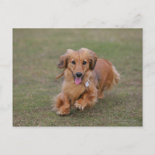 MinMeeting Dachshund Running Vykort