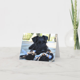 MinMeeting Schnauzer Note Card #5 - tomt Kort