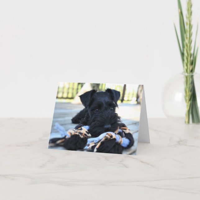 MinMeeting Schnauzer Note Card #5 - tomt Kort (Framsida)