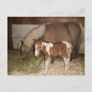 MinMöbler Pony och Baby Vykort