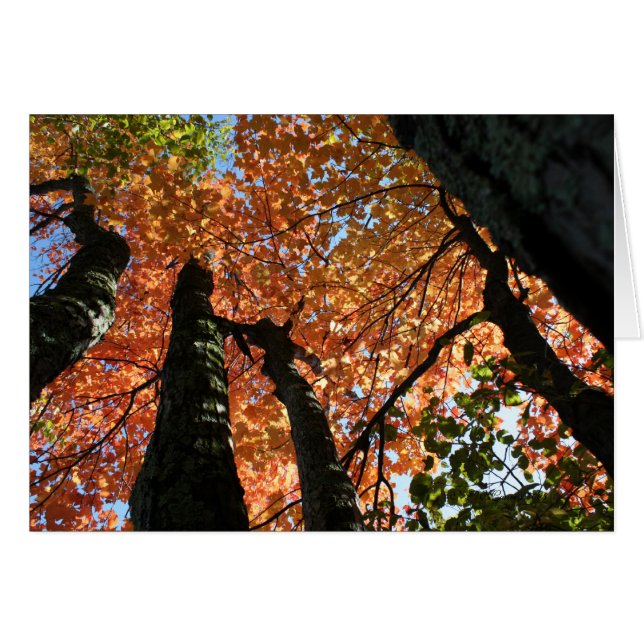 Minne för Fall Zen Hälsningskort (Framsidan Horizontal)