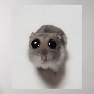 minne, hamster, hamstermemma, ledsen hamster, roli poster