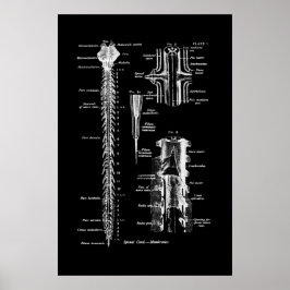 Minnesgrupp för spinalsladda anatomi Art Poster