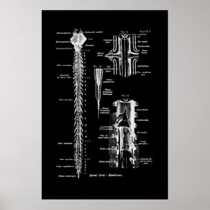 Minnesgrupp för spinalsladda anatomi Art Poster