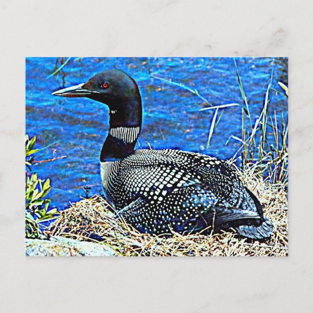 Minnesota Common Loon Vykort (Framsida)