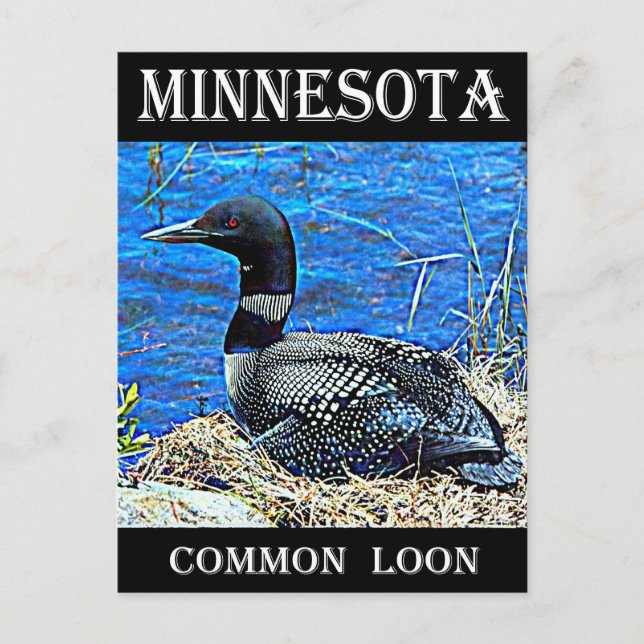 Minnesota Common Loon Vykort (Framsida)