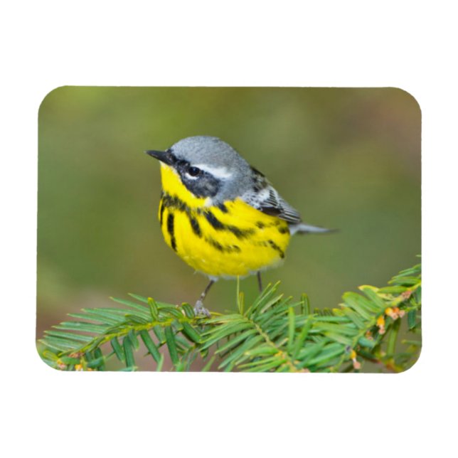 Minnesota, Mendota Heights, Magnoliavisseltrast Magnet (Horisontell)