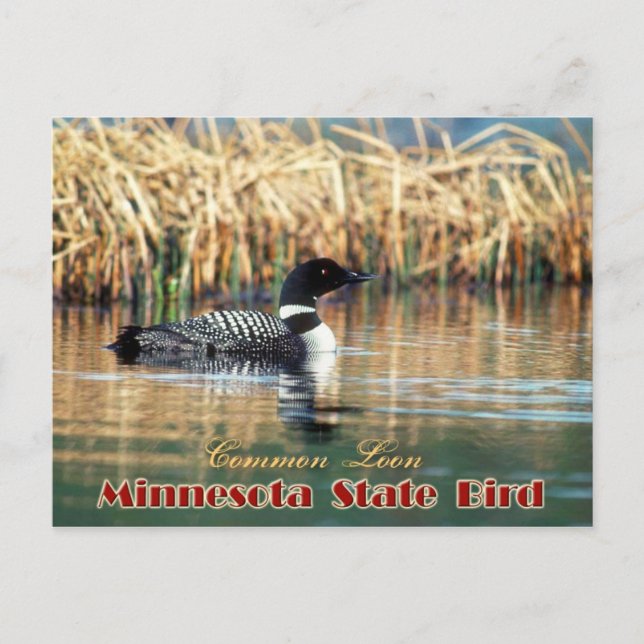 Minnesota State Bird - Common Loon Vykort (Framsida)