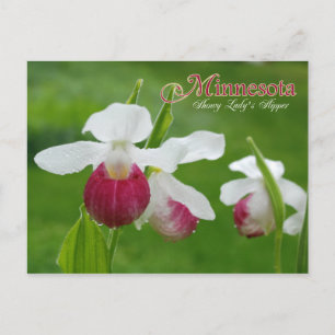 Minnesota State Flower: Showy Dam Slipper Vykort
