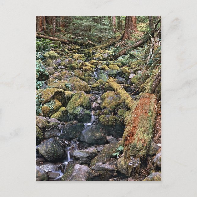 Minnesota sten-bäddström från skogen vykort (Framsida)