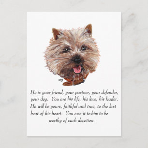 Minnesskötsel Cairn Terrier - Hane Vykort
