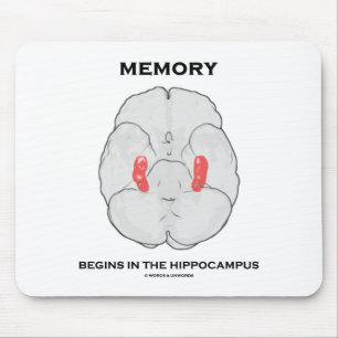 Minnet börjar i Hippocampus (psykologi) Musmatta