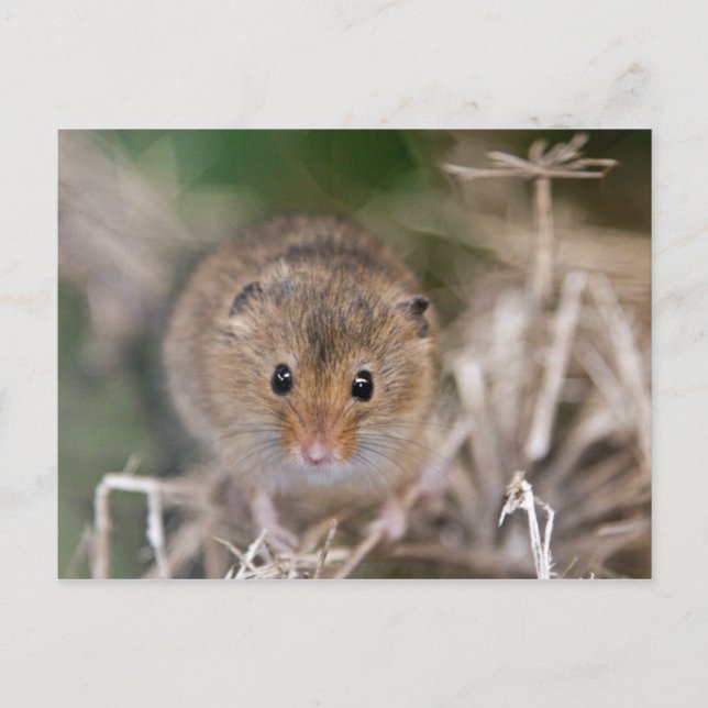 Minnie Postcard Vykort (Framsida)