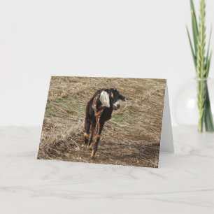 Minnie the Nubian Goat, julkort Helgkort