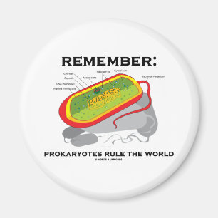 Minns: Prokaryotes härskar världen Magnet