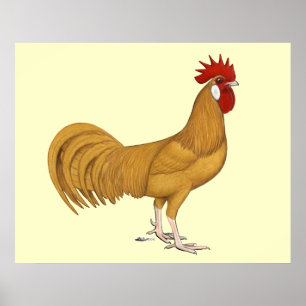 Minorca: Buff Tupp Poster