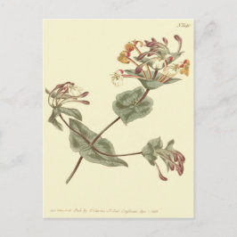 Minorca Honeysuckle Gul Illustration Vykort