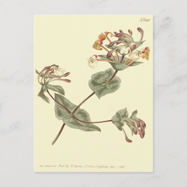 Minorca Honeysuckle Gul Illustration Vykort (Framsida)