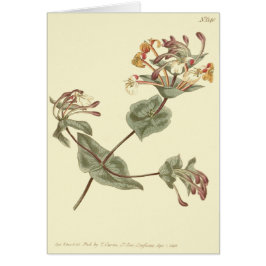 Minorca Honeysuckle Gult Illustration Hälsningskort