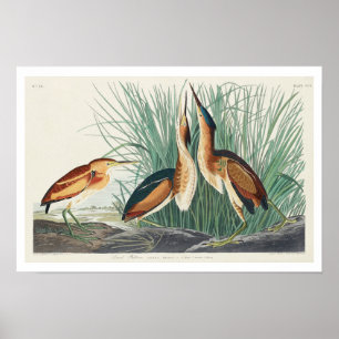 Minst bittern efter Poster av Audubon