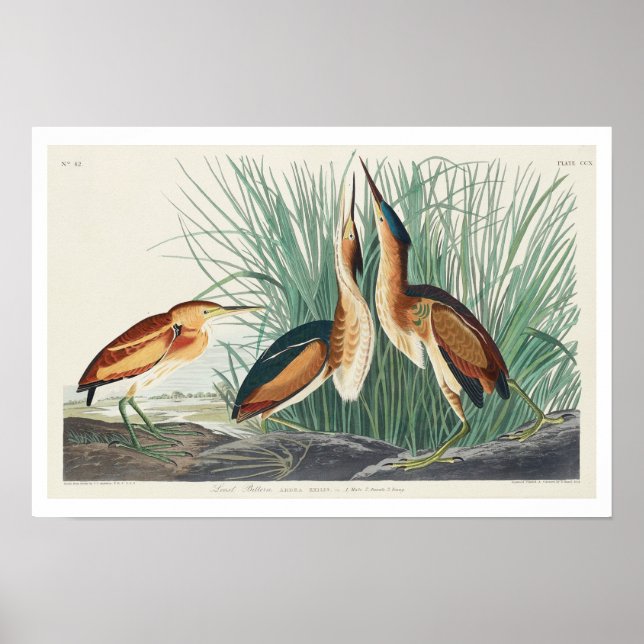 Minst bittern efter Poster av Audubon (Framsidan)