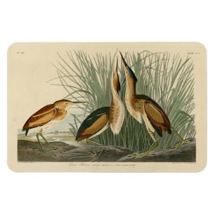 Minst Bittern från Audubon's Birds of America Magnet