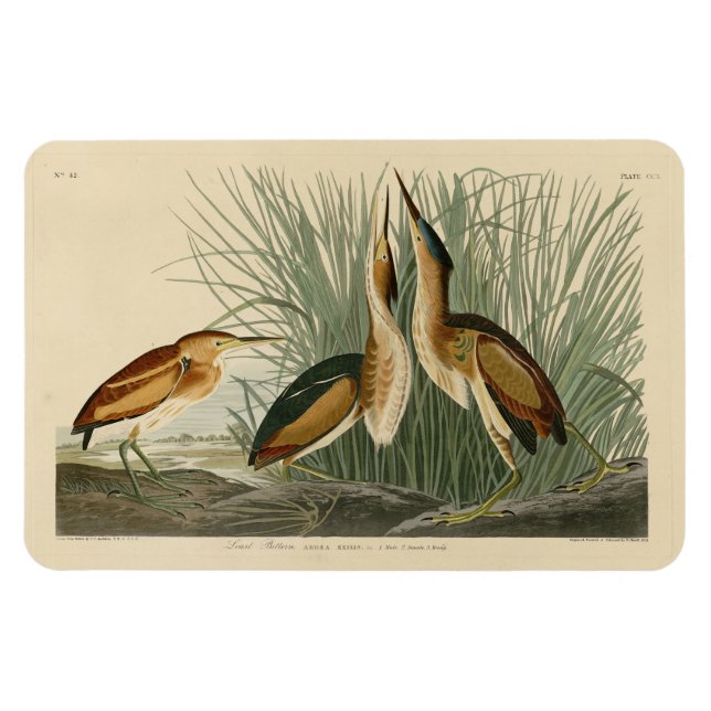 Minst Bittern från Audubon's Birds of America Magnet (Horisontell)