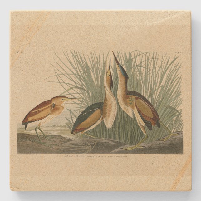 Minst Bittern från Audubon's Birds of America Stenunderlägg (Framsidan)