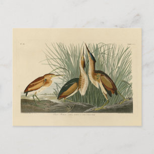 Minst Bittern från Audubon's Birds of America Vykort