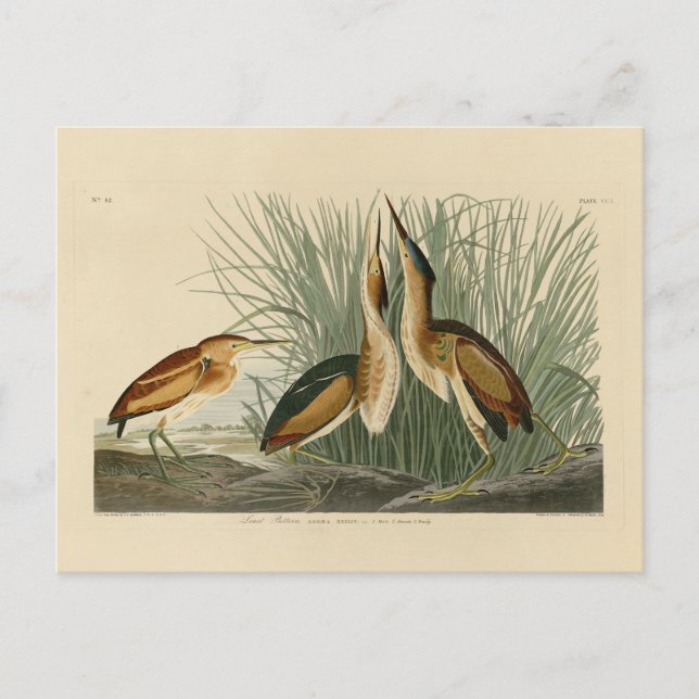 Minst Bittern från Audubon's Birds of America Vykort (Framsida)
