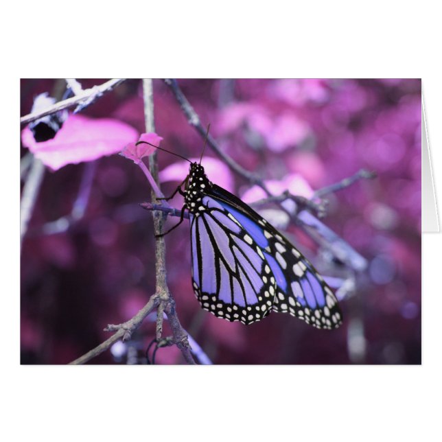 Minst Hälsningskort (Framsidan Horizontal)