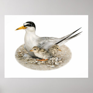 Minst tern med Chickar och äggPoster Poster