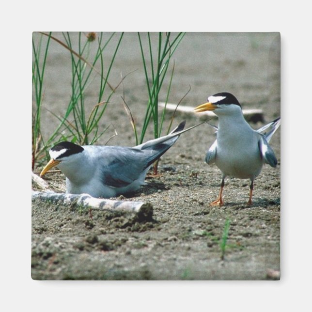 Minst Terns Magnet (Framsidan)