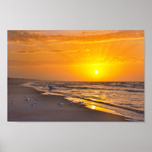 Minst Terns på stranden, Money Bayou Beach, Flori Poster
