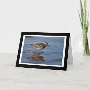 Minst tomt hälsningkort för Sandpiper Kort