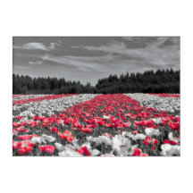 Minsta selektiva Färg-foto i nedre Fält
